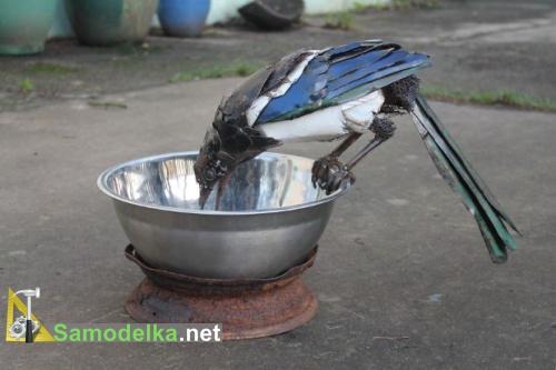 Сорока Сорока